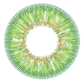 Forest Green